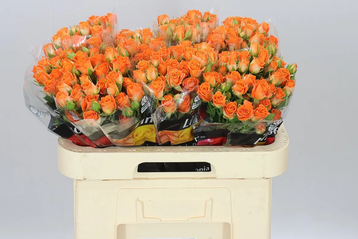 Rosa Tr Picanto X5 • 60 cm