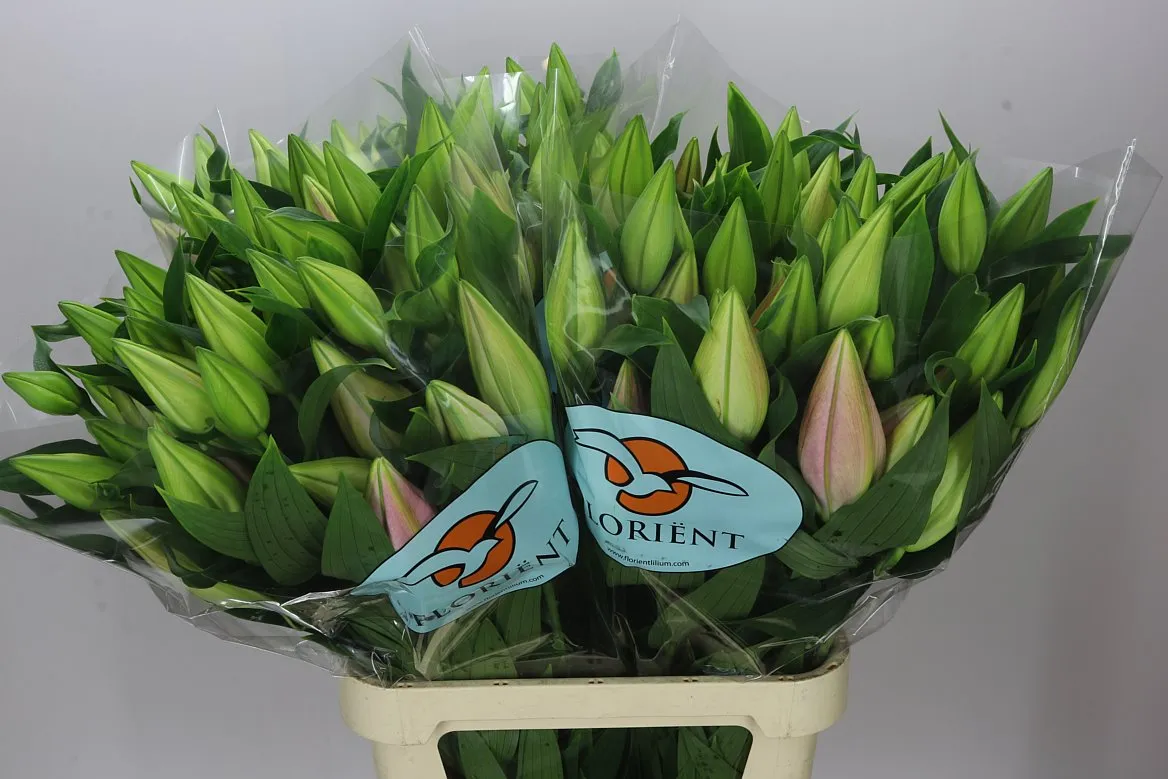 Lil Or Catemaco Ex • 100 cm