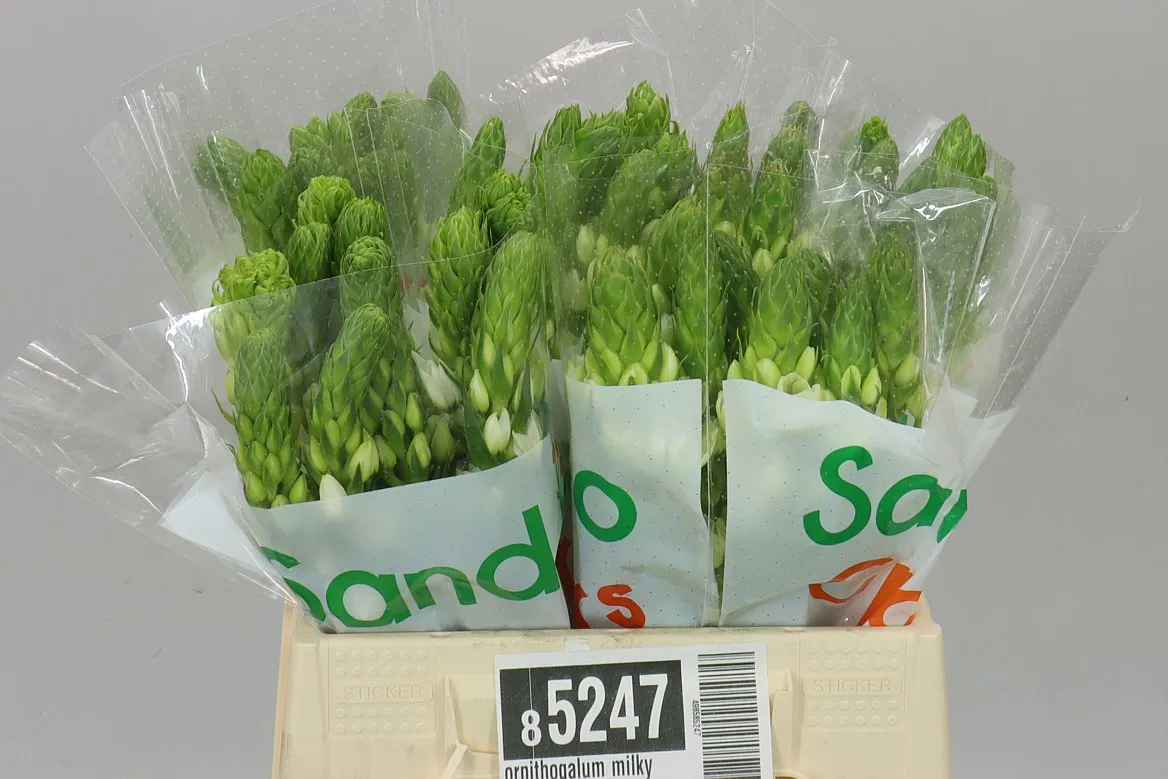 Ornithogalum Milky Way • 40 cm