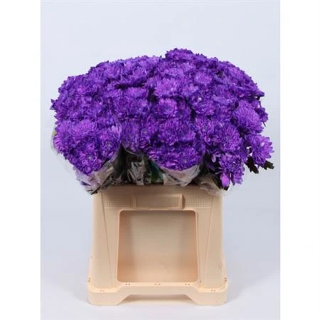 Chryzantéma trsová Baltica Milka Glt • 70 cm
