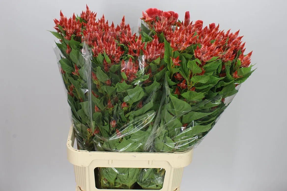 Celosia Sp Celway Orange • 60 cm