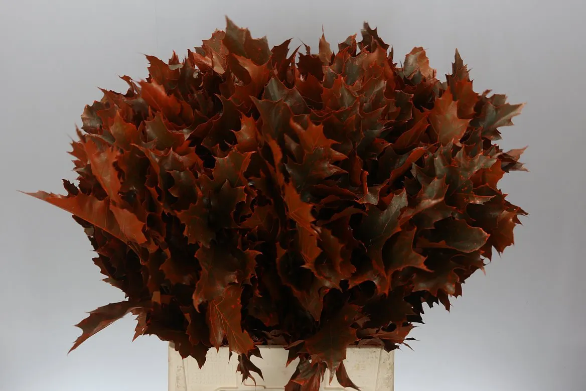 Quercus Rubra Orange 20st • 80 cm