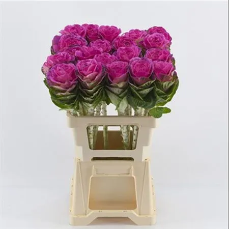 Brassica Painted Cerise Glitter • 60 cm