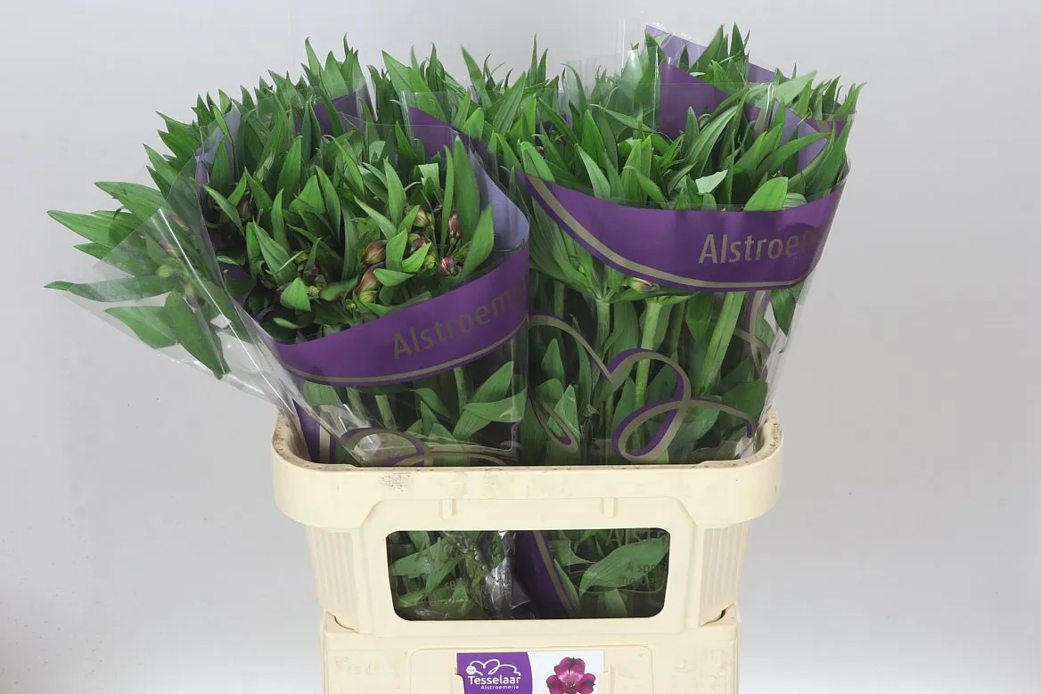 Alstro Morado Xl • 75 cm