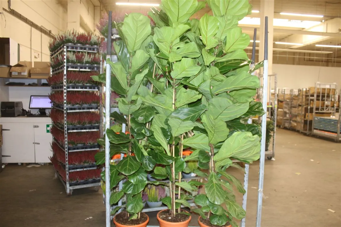 Ficus Lyrata Toef • črepník 30 cm