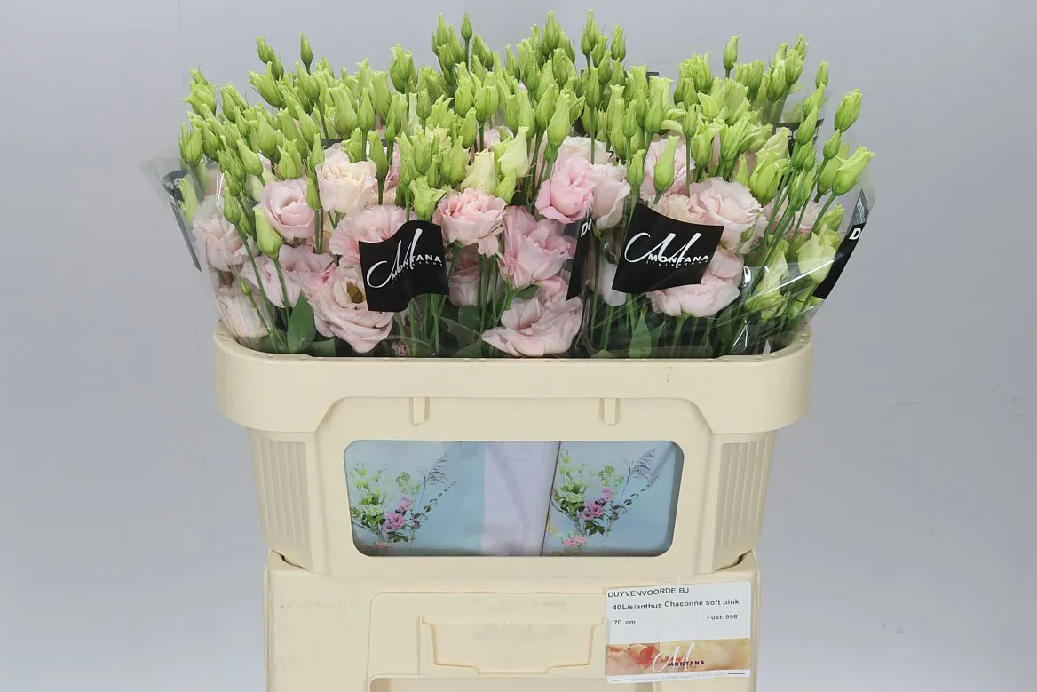 Eust Du Chaconne Soft Pink • 72 cm