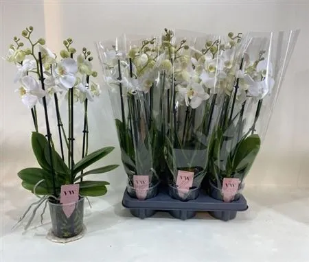 Phal Wit 5 Tak • črepník 12 cm