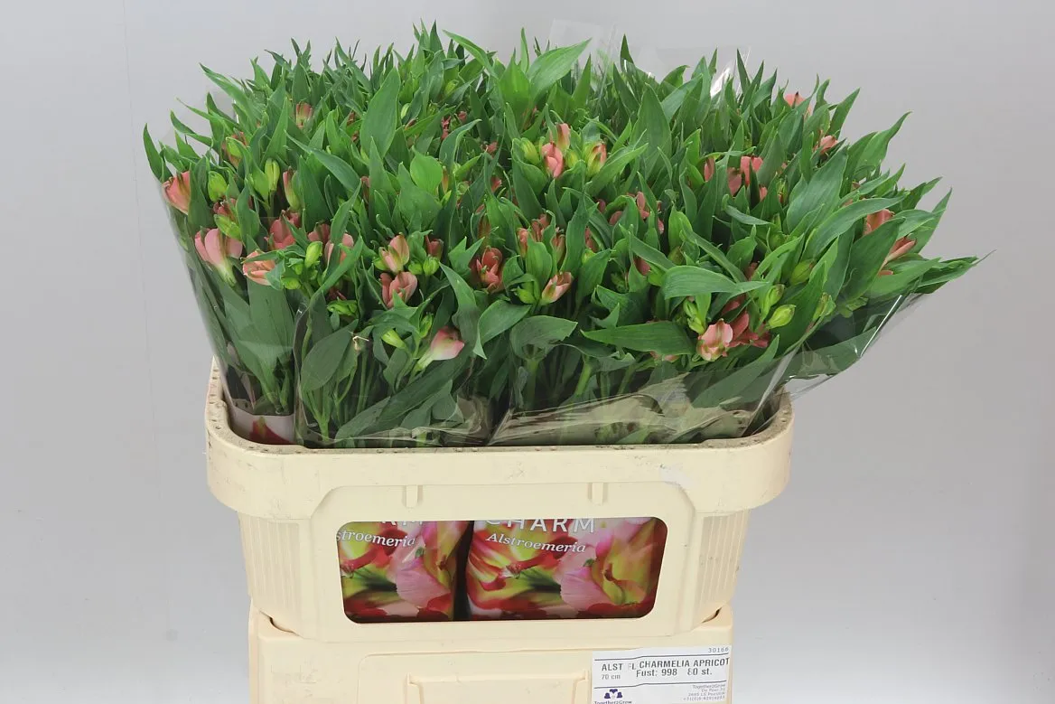 Alstro Charm Apricot • 75 cm