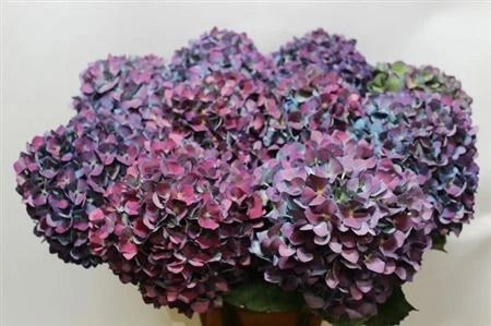 Hortenzia Pimpernel Classic • 60 cm