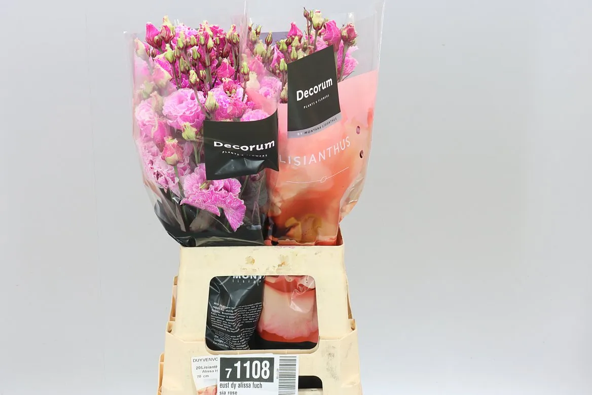Eust Dy Alissa Fuchsia Rose • 70 cm