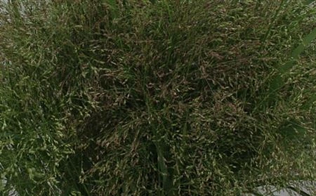 Panicum Warrior • 80 cm