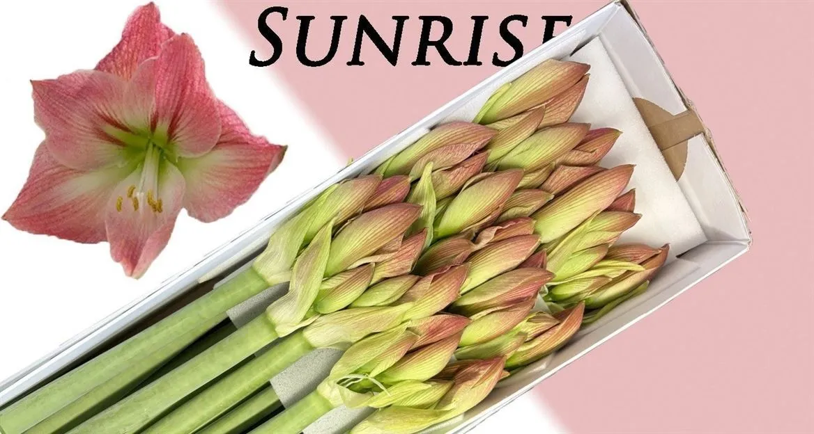 Amarylis Sunrise • 70 cm