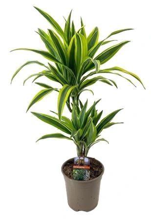 Dracéna Lemon Lime 30-10 • črepník 17 cm