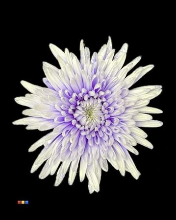 Chryzantéma veľkokvetá Topspin Pastel Lilac • 70 cm