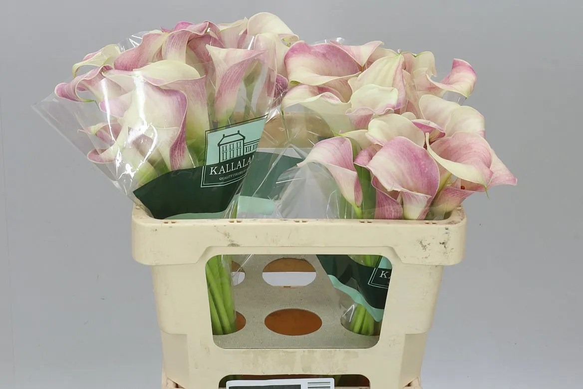 Kala Blushing Lady • 55 cm