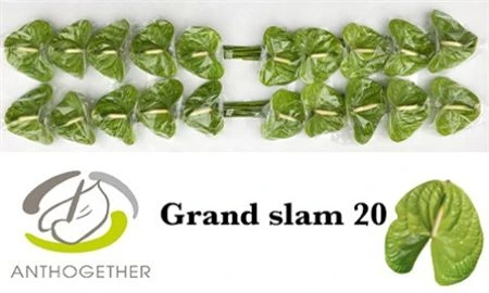 Antúrium Grand Slam