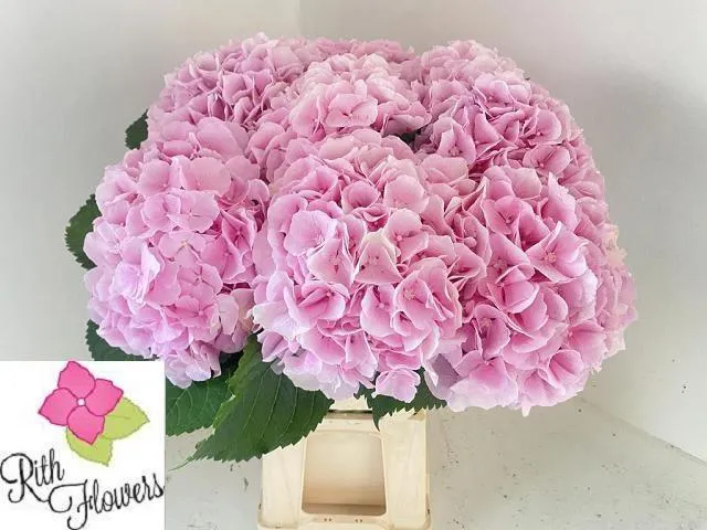 Hydr M Ch Verena • 60 cm
