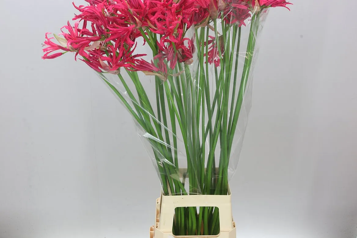 Nerine Co Desi Artistic • 90 cm