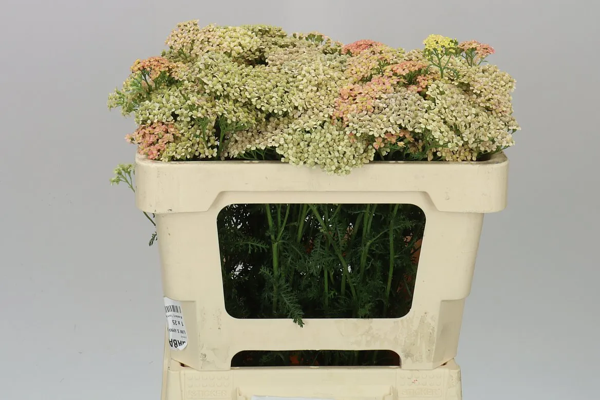 Achillea Lachsschönheit • 55 cm
