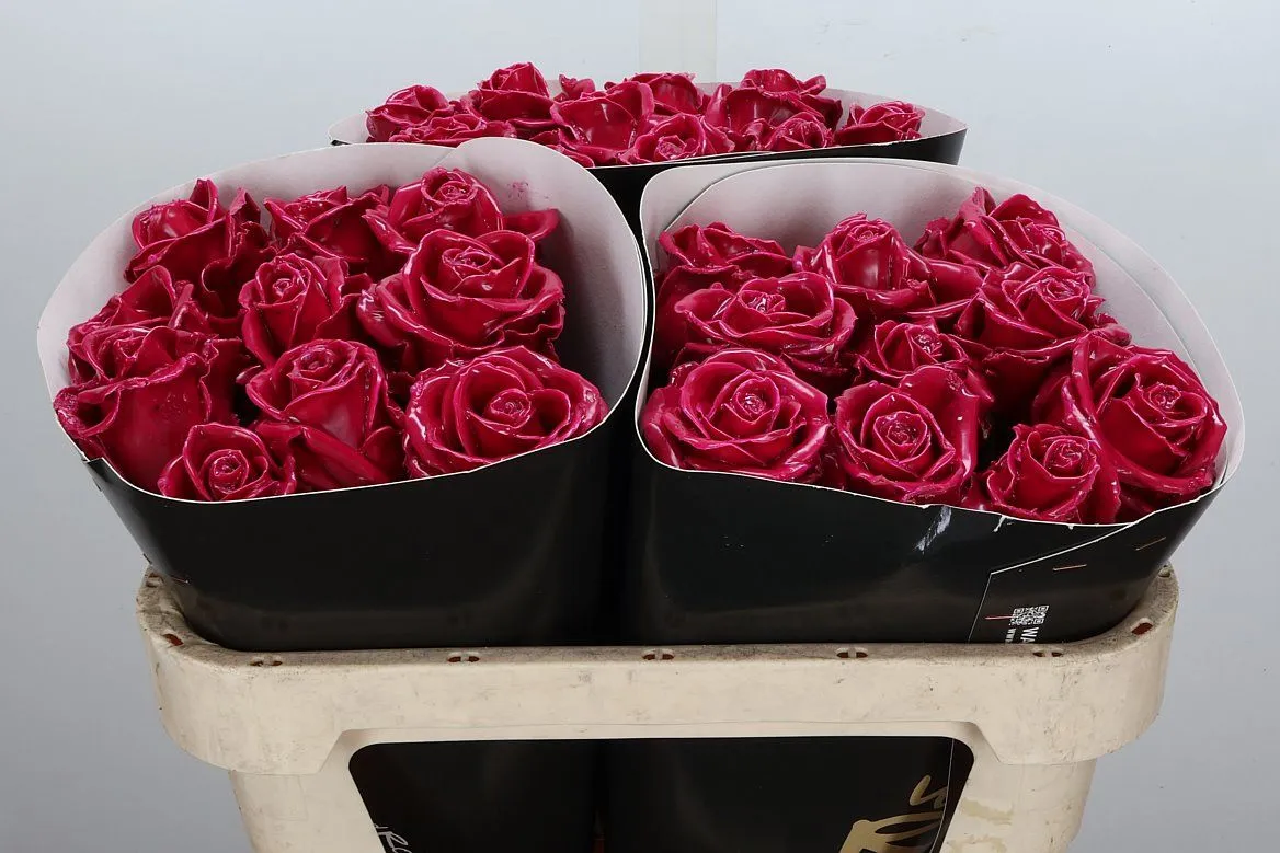 R Wx Cerise Rose W18 • 70 cm