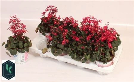 Saxifraga Co Dancing Pixies Tinka • črepník 12 cm