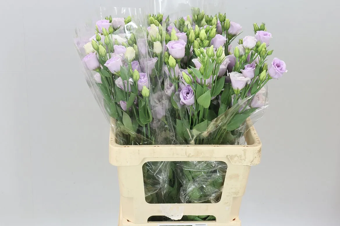 Eus G Rosita Lavendel (it) • 65 cm