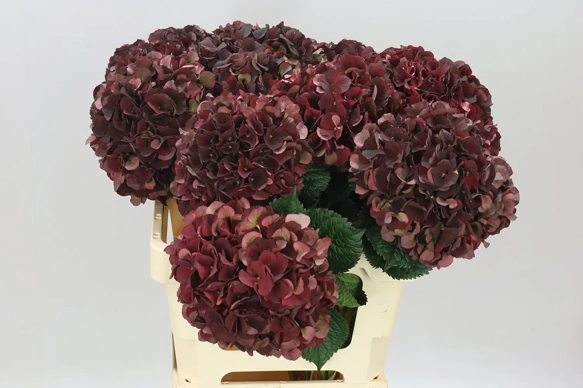 Hyd Dark Ruby Classic • 60 cm