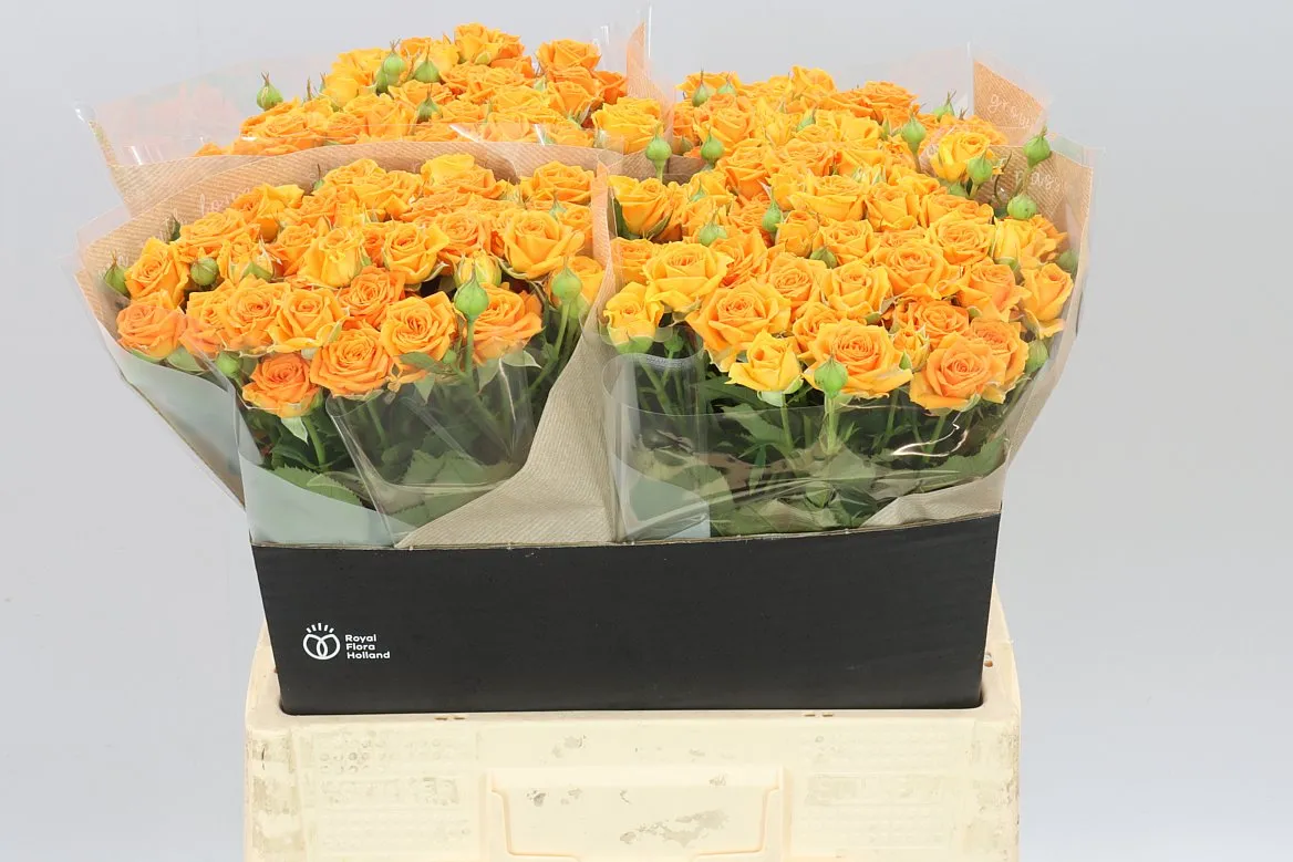 Rosa Tr Orange Queen • 60 cm
