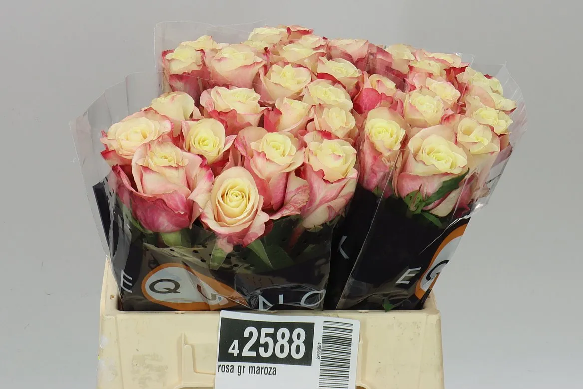 Rosa Gr Maroza • 40 cm