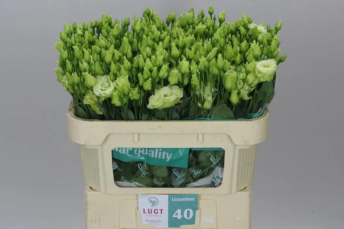 Eustóma plnokvetá Alissa Green X50 • 72 cm