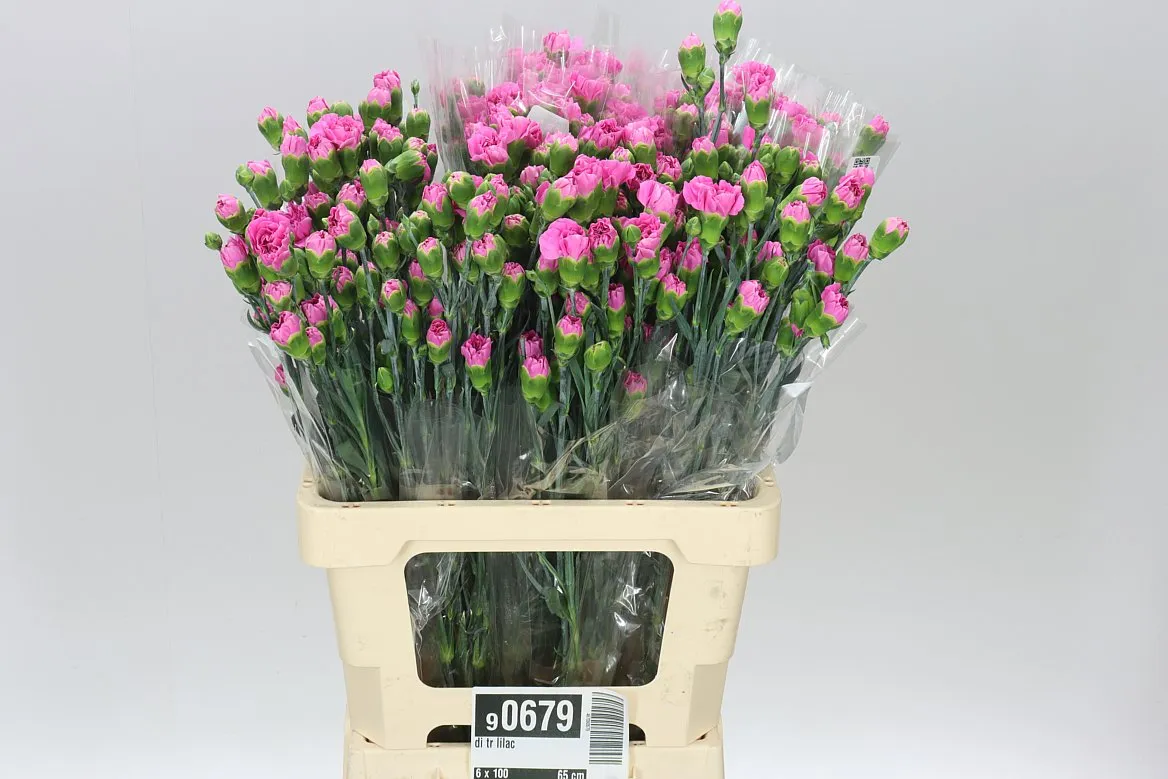 Di Tr Lilac • 65 cm
