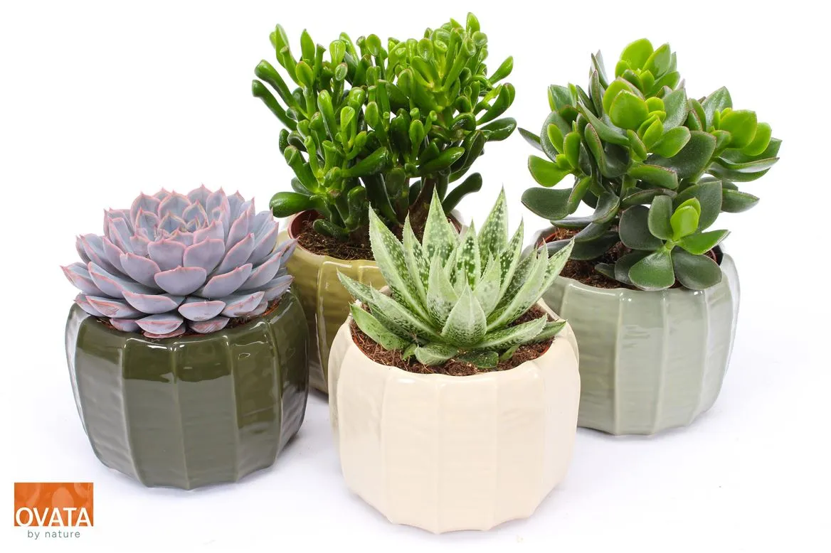 Succulenten Gemengd In Copenhagen • črepník 15 cm