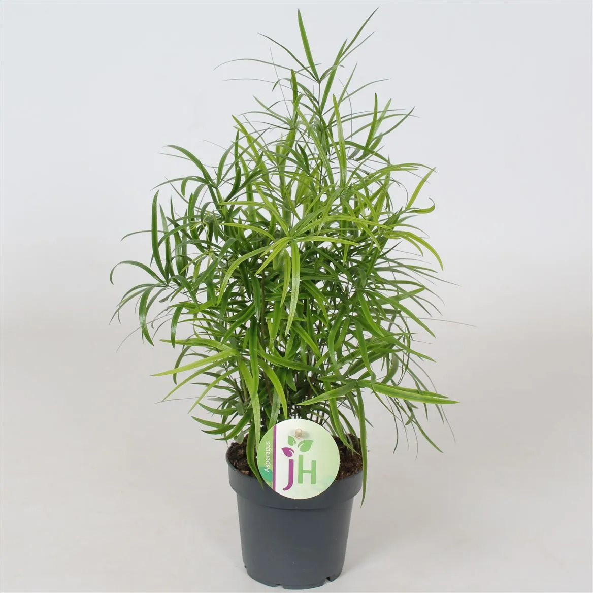 Asparagus 'falcatus' • črepník 12 cm