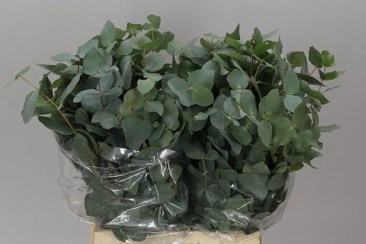 Eukalyptus Cinerea Short X10 • 50 cm