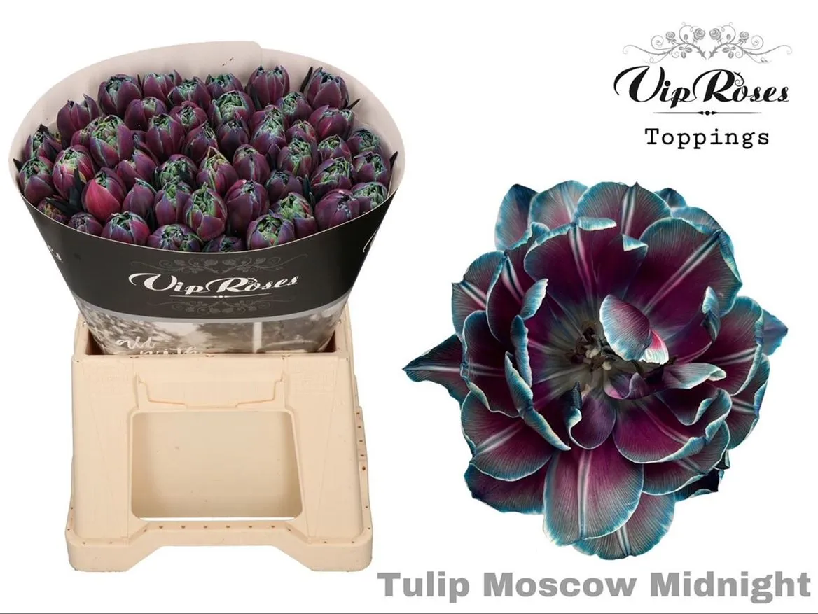 Tulipa Vip Du Double Moscow Midnight