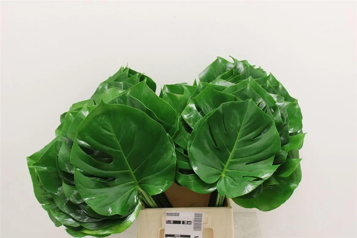 List monstery • 40 cm