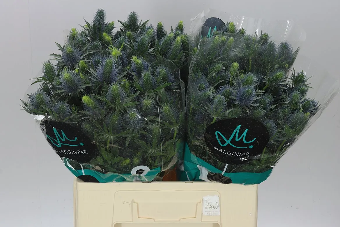 Eryngium Supernova • 60 cm