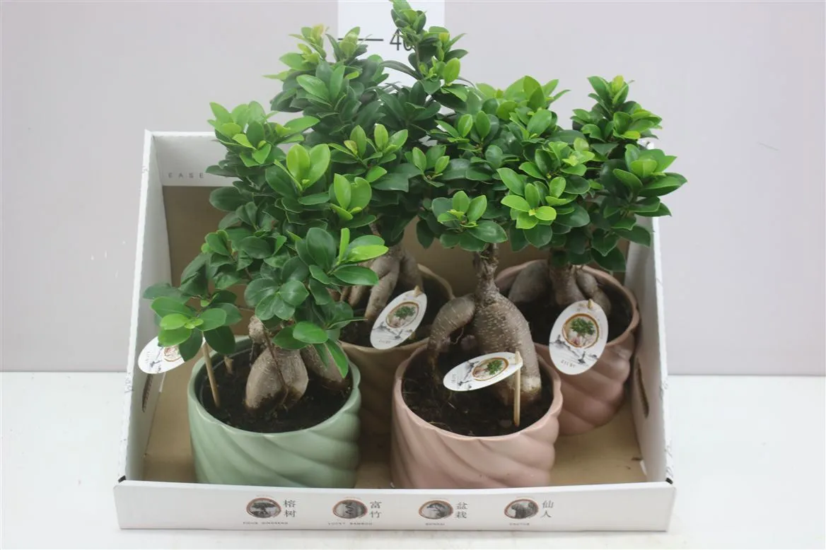 Fikus Ginseng Pastel v keramike • črepník 17 cm