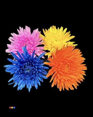 Chryzantéma veľkokvetá Topspin mix • 70 cm