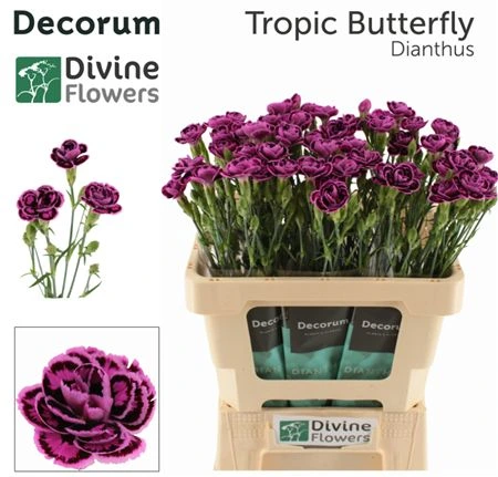 Di Mini Tropical Butterfly • 60 cm