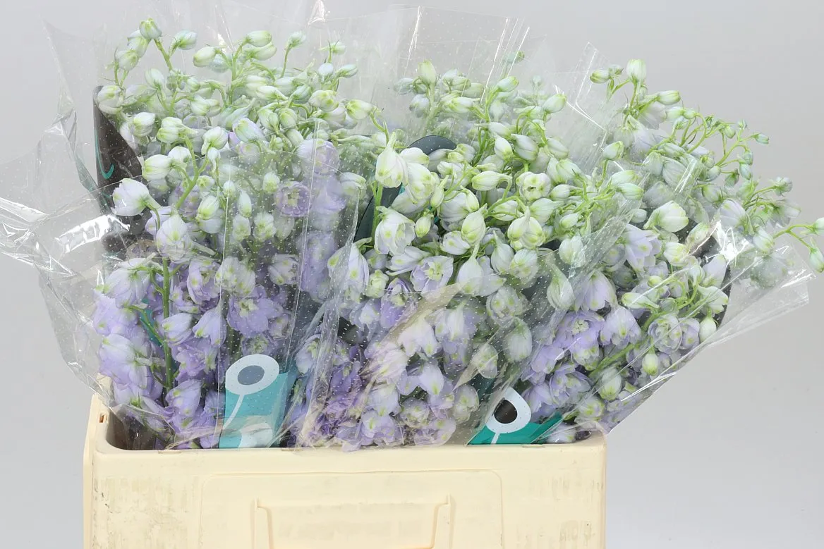 Delph El Triton Lavender • 60 cm