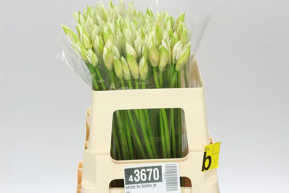 Nerine Bo Bianca Perla • 55 cm