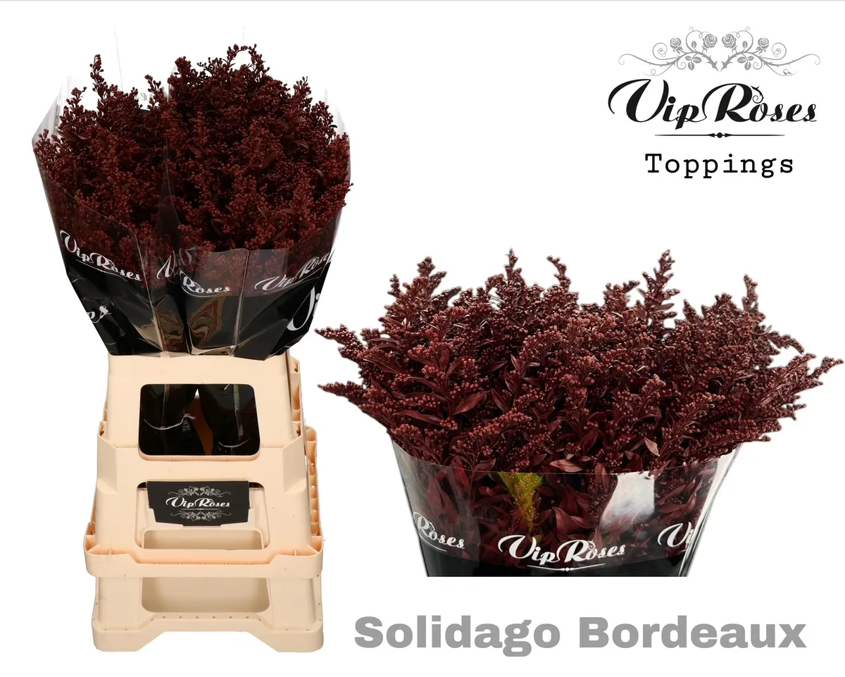 Solidago Bordeaux • 70 cm