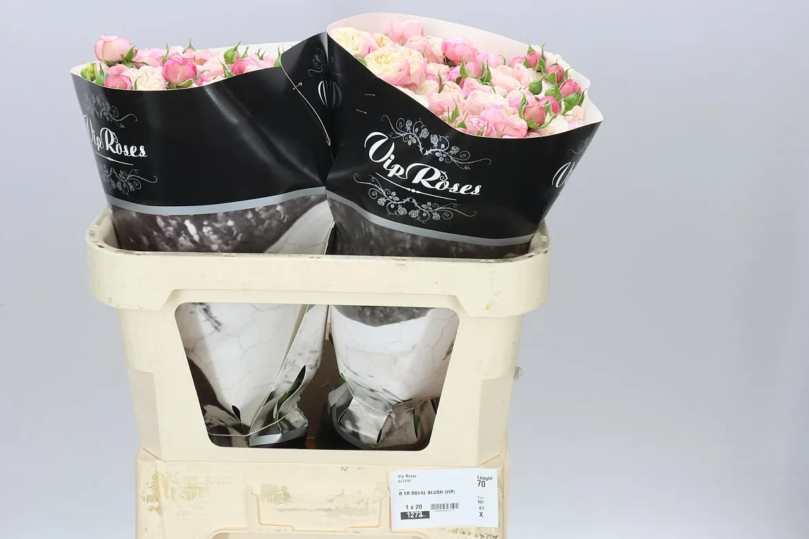 Ruža trsová Royal Blush • 70 cm
