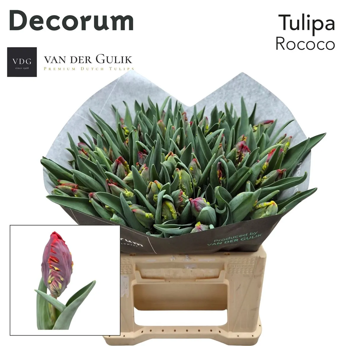 Tulipán papagájový Rococo • 37 cm