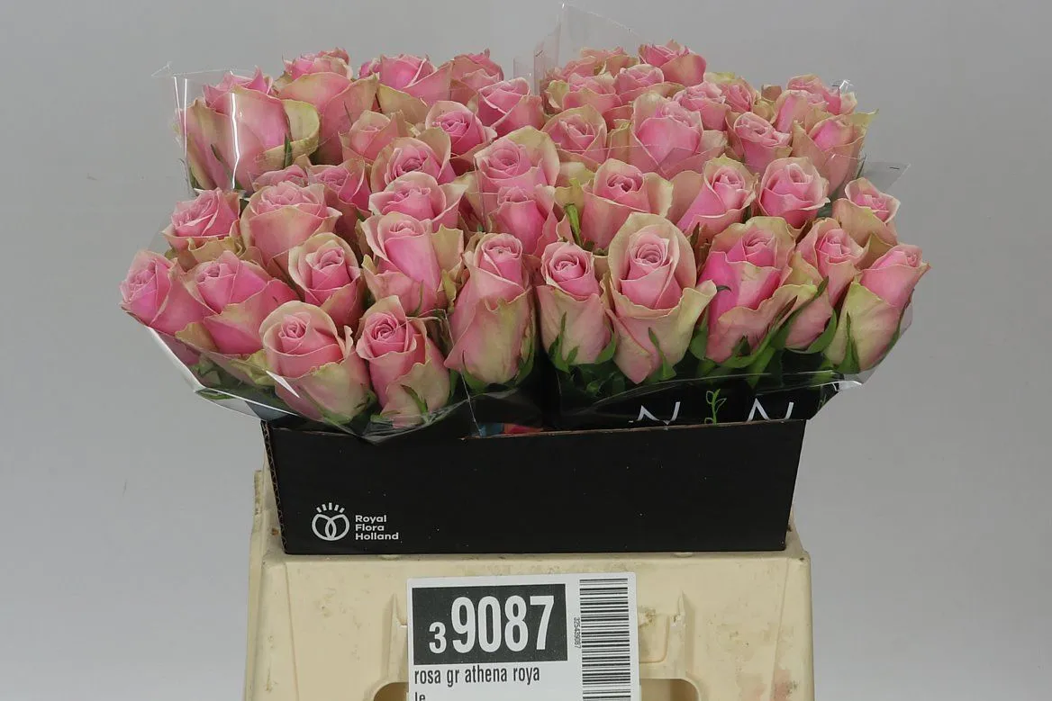 Ruža Athena Royale • 40 cm