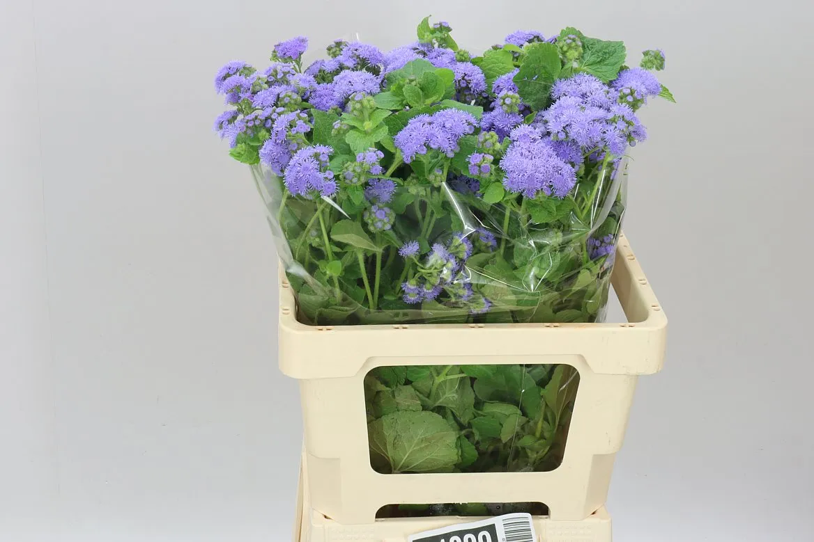Ageratum Blue Planet • 60 cm