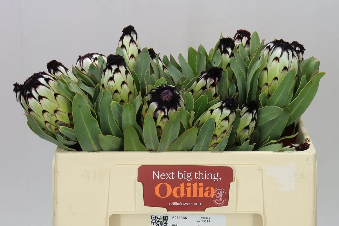 Protea Niobe • 50 cm