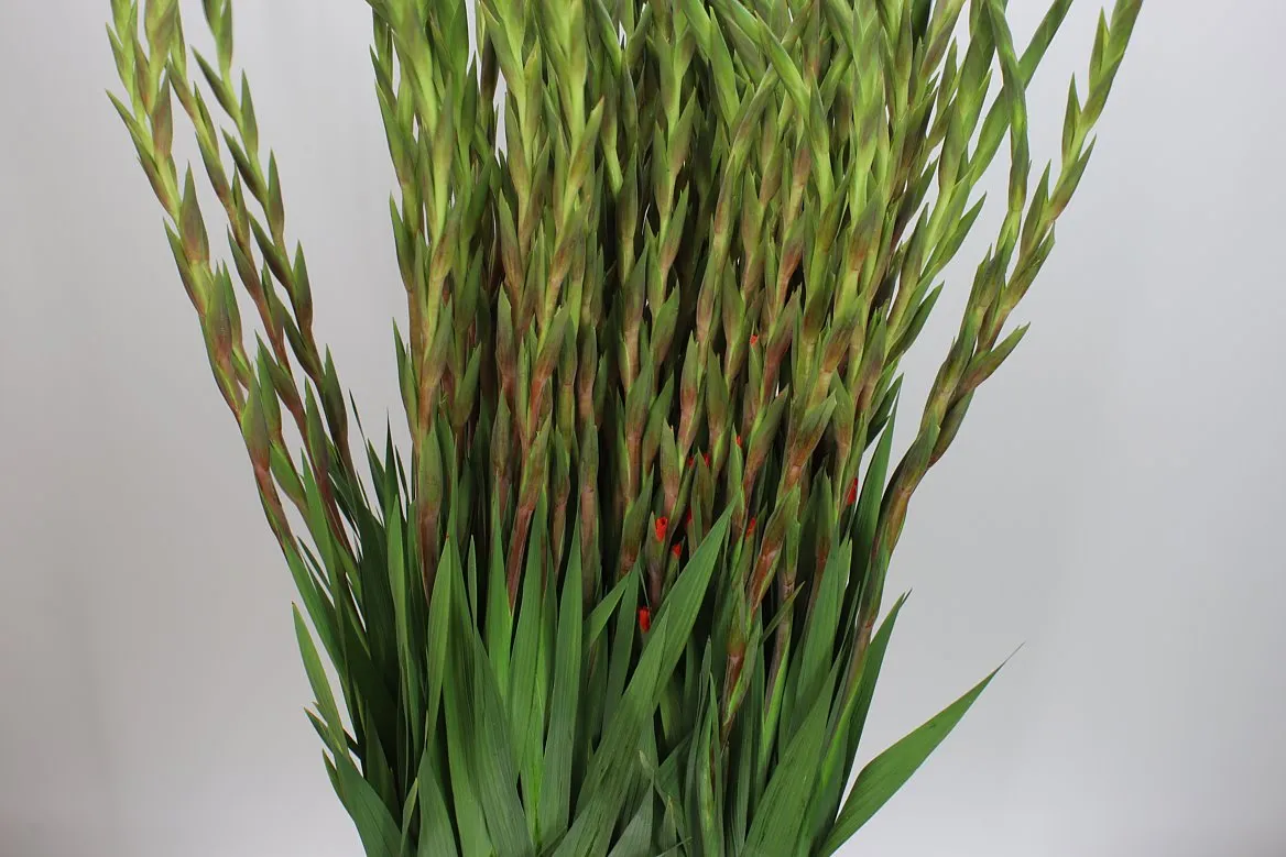Gladiola Live Oak • 120 cm