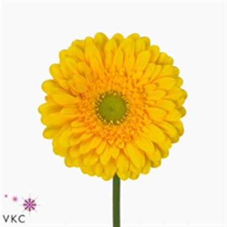 Gerbera Submarine • 45 cm